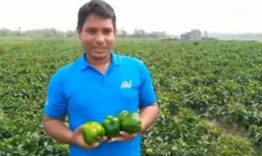 ভোলায় ক্যাপসিক্যাম চাষে সফল প্রবাসী হাফিজুর রহমান