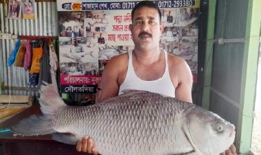 এক মাছের মূল্য ২০ হাজার