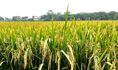 লালমোহনের মাঠের পর মাঠে  দুলছে কৃষকের সোনালী স্বপ্ন