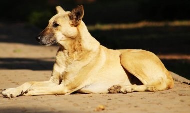 চরফ্যাশনে কুকুরকে পিটিয়ে আহত, আদালতে মামলা