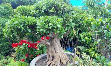 ছোট্ট এই গাছটির দাম সাড়ে ৫ লাখ টাকা