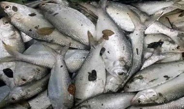 দিঘীতে ৯৫ ইলিশ, এলাকাজুড়ে চাঞ্চল্য