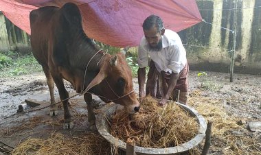 চার মাস লালমোহন থানায় বন্দি গরু, মালিকের দীর্ঘশ্বাস