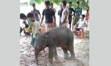 বন থেকে এসে শিশুদের সঙ্গে খেলায় মাতে হাতি শাবক!