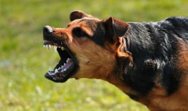 বোরহানউদ্দিনে কুকুরের কামড়ে আহত- ২০, সতর্কতায় এলাকায় মাইকিং