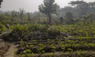 চরফ্যাশনে কবরস্থান দখল করে চাষাবাদের অভিযোগ