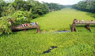 সেতু ভেঙে বরযাত্রীবাহী মাইক্রোবাস খালে পড়ে নিহত ১০