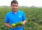 ভোলায় ক্যাপসিক্যাম চাষে সফল প্রবাসী হাফিজুর রহমান