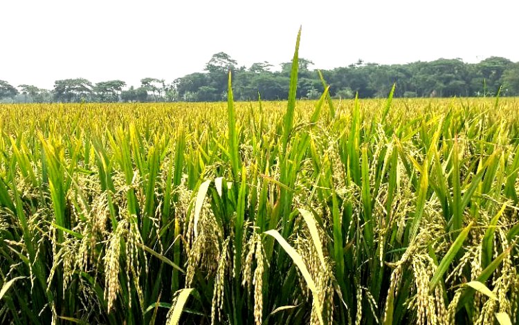 লালমোহনের মাঠের পর মাঠে দুলছে কৃষকের সোনালী স্বপ্ন