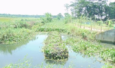 অভিশপ্ত কচুরিপানায় কৃষি চাষাবাদ