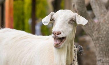 ছাগলের ডাকে বোকা বনে গেল পুলিশ!