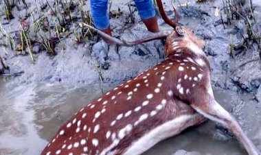চরফ্যাশনে খাল থেকে ভাসমান মৃত হরিণ উদ্ধার