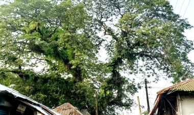 কালের স্বাক্ষী বোরহানউদ্দিনের যে রেইনট্রি গাছ