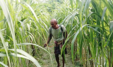 তজুমদ্দিনে আখের পরিচর্যায় ব্যস্ত চাষিরা