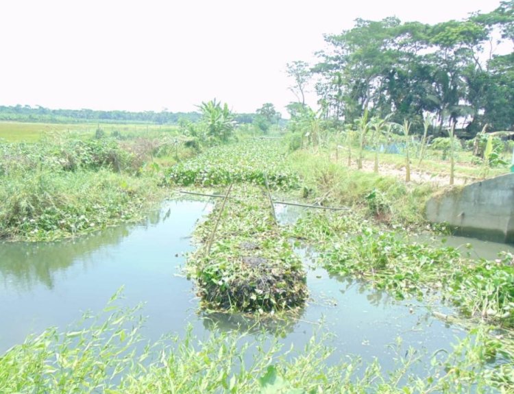 অভিশপ্ত কচুরিপানায় কৃষি চাষাবাদ