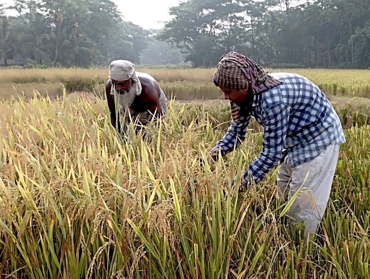 ধান কাটায় ব্যস্ত বোরহানউদ্দিনের কৃষকরা