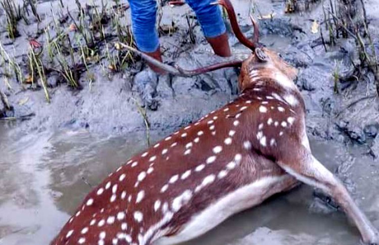 চরফ্যাশনে খাল থেকে ভাসমান মৃত হরিণ উদ্ধার