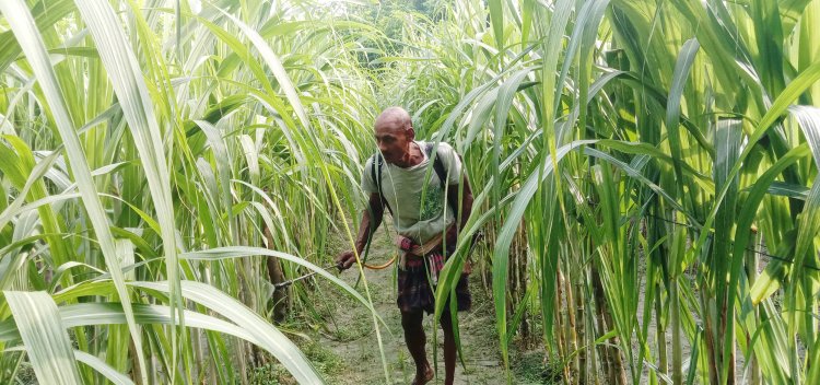 তজুমদ্দিনে আখের পরিচর্যায় ব্যস্ত চাষিরা