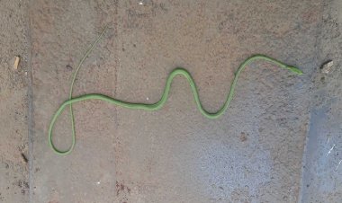 উড়ে উড়ে আক্রমণের চেষ্টা করে সাপটি