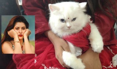 বিড়ালের প্রতিযোগিতায় পুরস্কার জিতল ‘পরীমনি’