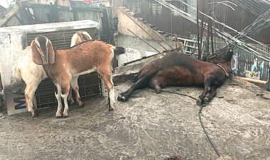 লালমোহনে মা ছাগলের মৃত্যু, স্তব্ধ দুই ছানা