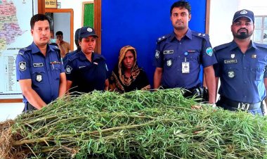 বাড়ির আঙিনায় পেয়ারার গাঁজার চাষ