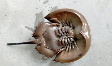 বোরহানউদ্দিনের জেলের জালে ফের ধরা পড়ল রাজ কাঁকড়া