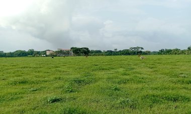 অনাবৃষ্টিতে বোরহানউদ্দিনে ব্যাহত হচ্ছে আউশ চাষ