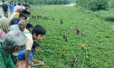 কচুরিপানার ওপর দিয়ে হেঁটে নদী পার!