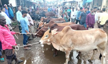 ক্রেতা-বিক্রেতাদের পদচারণায় জমজমাট লালমোহনের পশুর হাট 