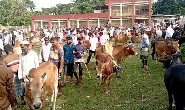 বোরহানউদ্দিনে জমে উঠেছে পশুর হাট