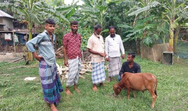 দেশের সবচেয়ে ছোট গরু ‘জ্যাক’