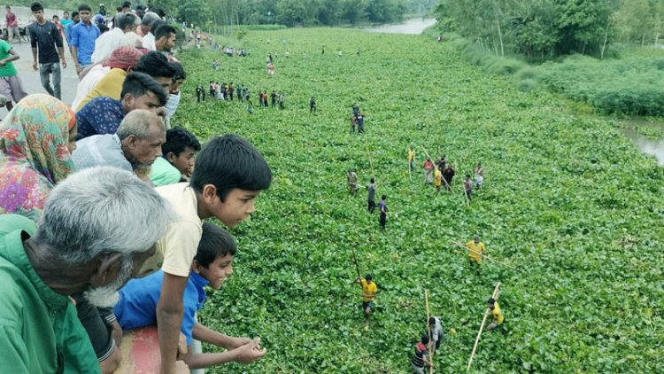 কচুরিপানার ওপর দিয়ে হেঁটে নদী পার!