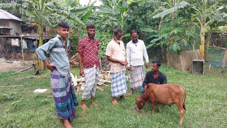 দেশের সবচেয়ে ছোট গরু ‘জ্যাক’