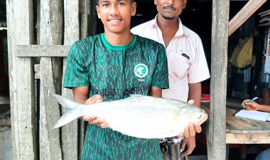 লালমোহনে এক ইলিশের দাম সাড়ে ৭ হাজার টাকা