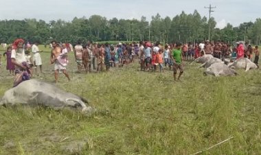 এক সঙ্গে ছয় মহিষসহ প্রাণ গেল রাখালের
