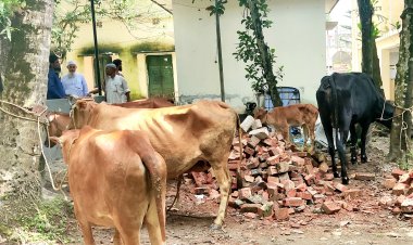 বোরহানউদ্দিনে ছয় গরুসহ আটক-১০