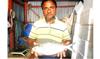 লালমোহন থেকে বিক্রির জন্য এক রাজা ইলিশ পাঠানো হলো ঢাকায়