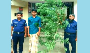 গাঁজা চাষে বাড়তি আয়ের পথ খুঁজছিলেন শিক্ষক!