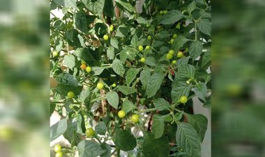 যে মরিচের কেজি ২৮ লাখ!