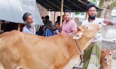 গরুর চা পানের নেশা!