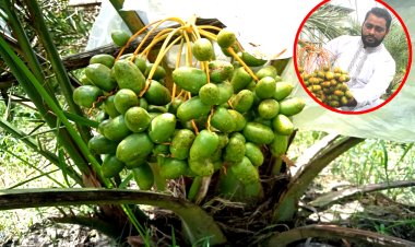 সৌদি খেজুরে স্বপ্ন বুনছেন বোরহানউদ্দিনের মোসলেহ উদ্দিন
