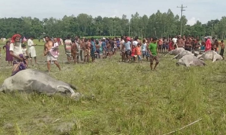এক সঙ্গে ছয় মহিষসহ প্রাণ গেল রাখালের
