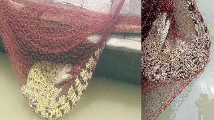 জেলের জালে মাছের বদলে উঠলো কুমির