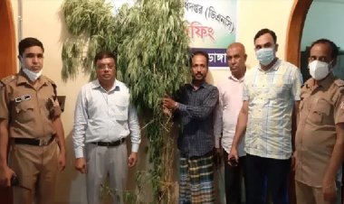 করলার সঙ্গে দুই ভাইয়ের মিশ্র গাঁজা চাষ