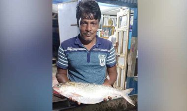 মনপুরায় জেলেদের জালে ধরা ৩ কেজির ইলিশ, বিক্রি হলো ১৩ হাজারে