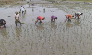 আমন ধানের চারা রোপণে ব্যস্ত চরফ্যাশনের কৃষকরা