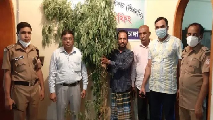 করলার সঙ্গে দুই ভাইয়ের মিশ্র গাঁজা চাষ