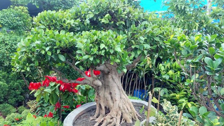 ছোট্ট এই গাছটির দাম সাড়ে ৫ লাখ টাকা