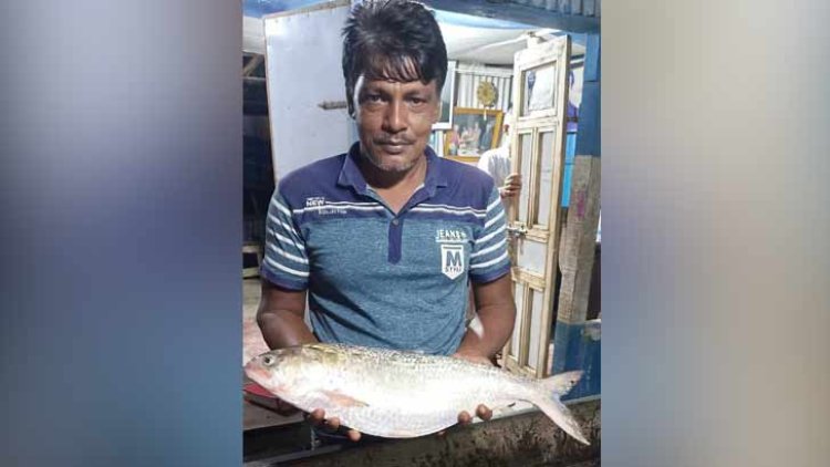 মনপুরায় জেলেদের জালে ধরা ৩ কেজির ইলিশ, বিক্রি হলো ১৩ হাজারে